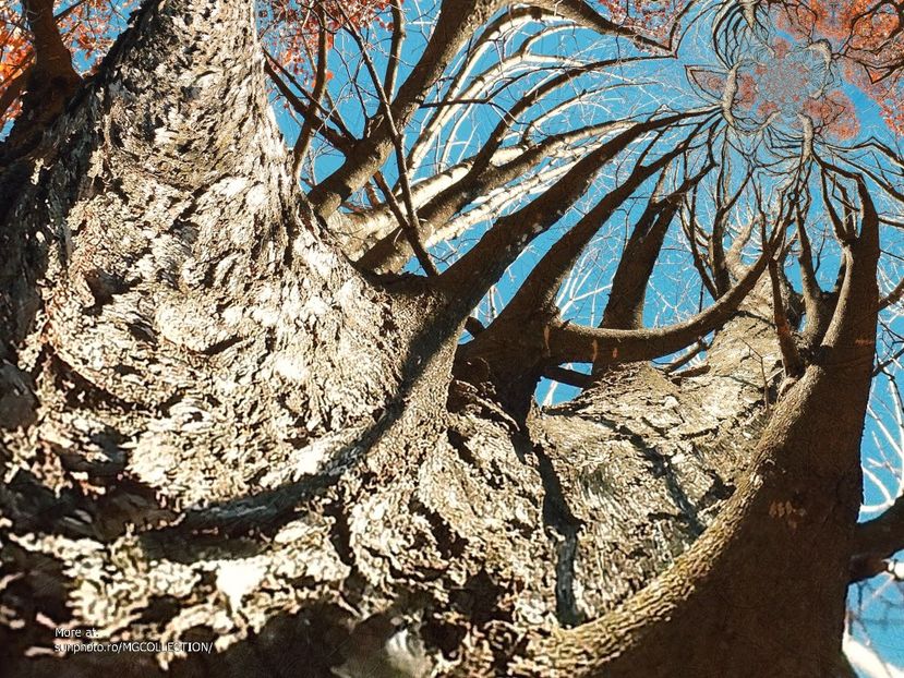 TREE - A - DECO ART - CANADA