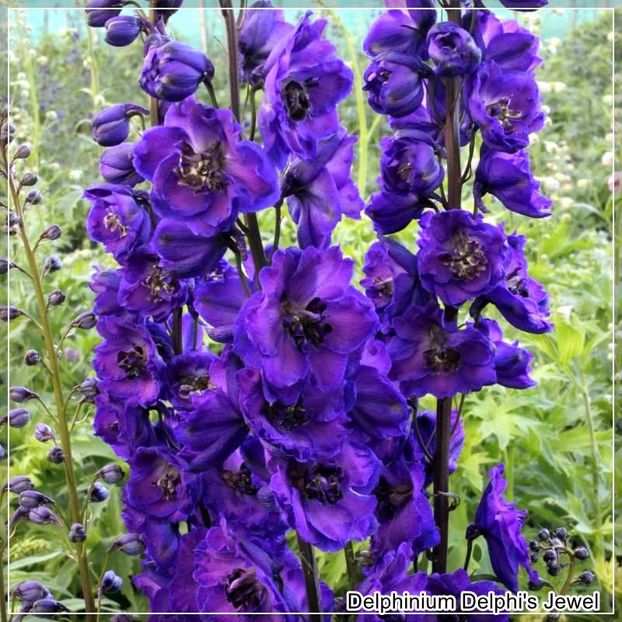  - 0 Delphinium cultorum -poze preluate