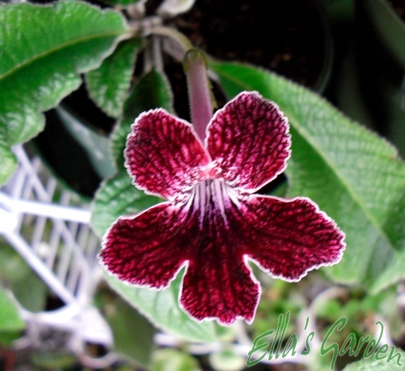  - Streptocarpus Red Alert