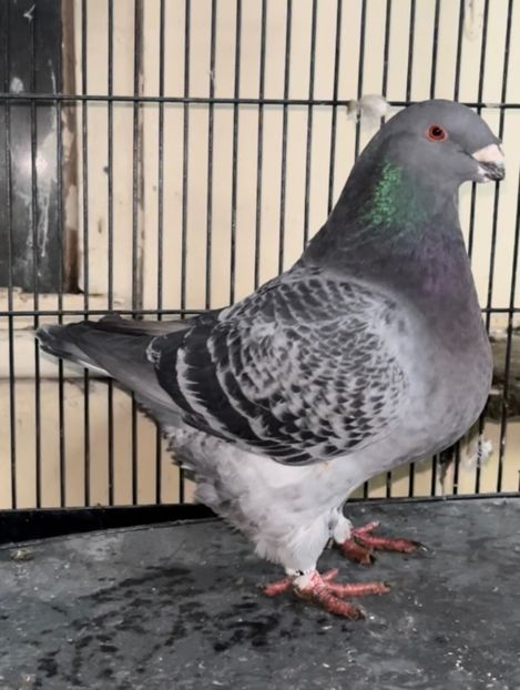 P3 0-1 2022 - Perechi 2024