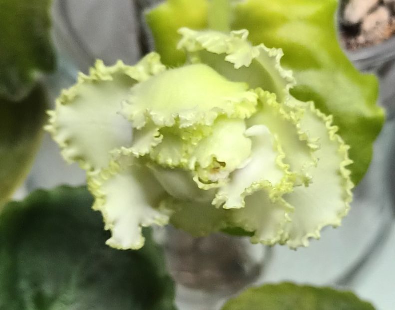  - R S - Izumrudnyi Gorod