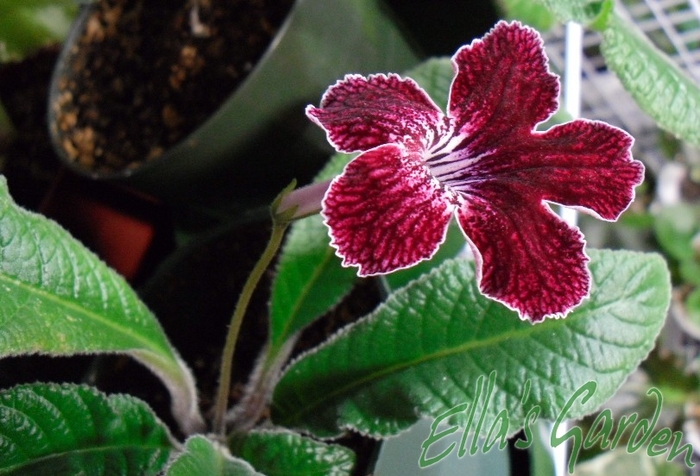  - Streptocarpus Red Alert