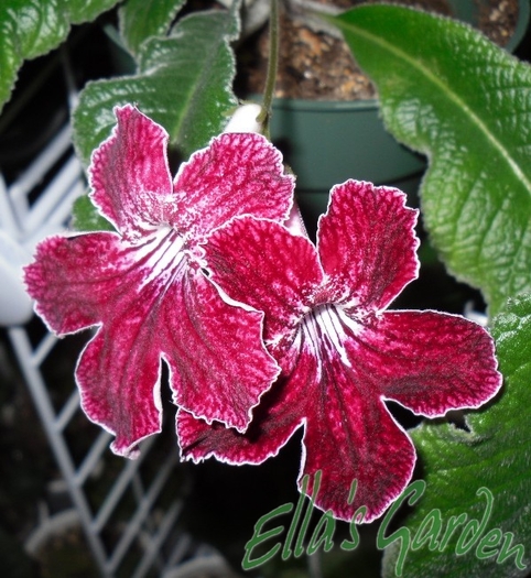  - Streptocarpus Red Alert