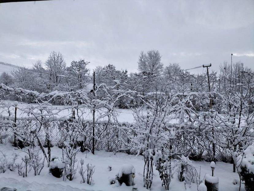 IMG20231224074838 - Iarna 2023 2024