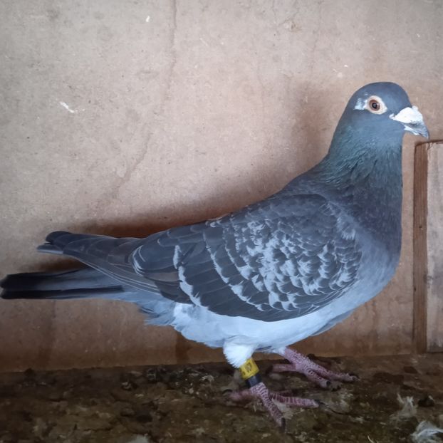 Mascul-19-790....-rezervat Dragomiresti - Porumbei vanduti