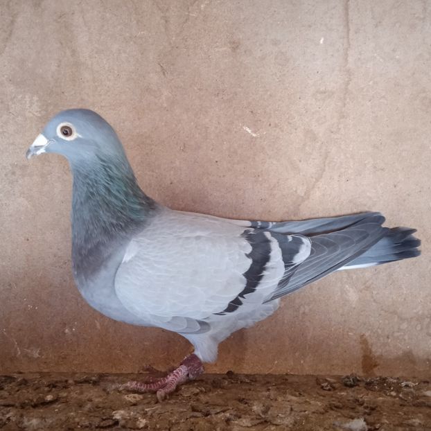 Femela 13-221....-10 lei - Porumbei vanduti