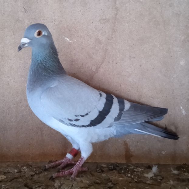 Femela 22-888....-10 lei - Porumbei vanduti