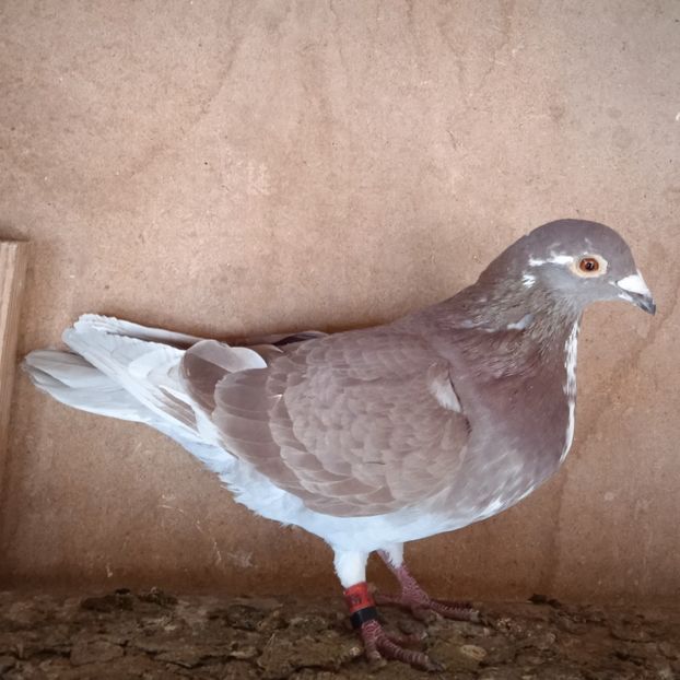 Mascul 22-895....-10 lei - Porumbei vanduti