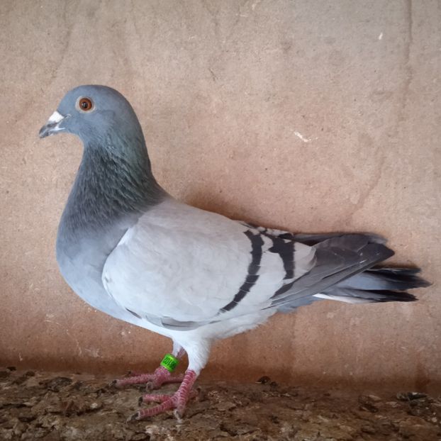 Femela 23-102....-10 lei - Porumbei vanduti