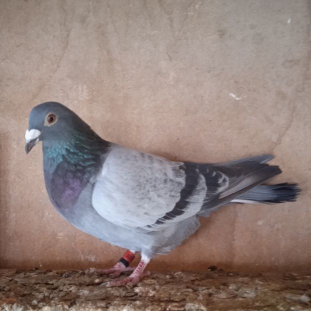 Mascul 22-306....-vandut - Porumbei vanduti