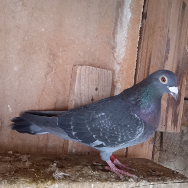 Mascul 17-930...-10 lei - Porumbei vanduti