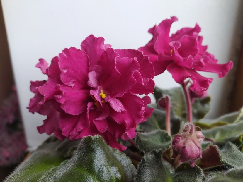 24 decembrie 2023 - BR Krasnaya Roza