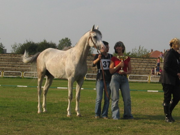 Picture 2366 - My horses - Arabian