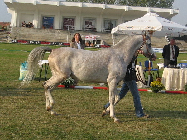 Picture 2372 - My horses - Arabian