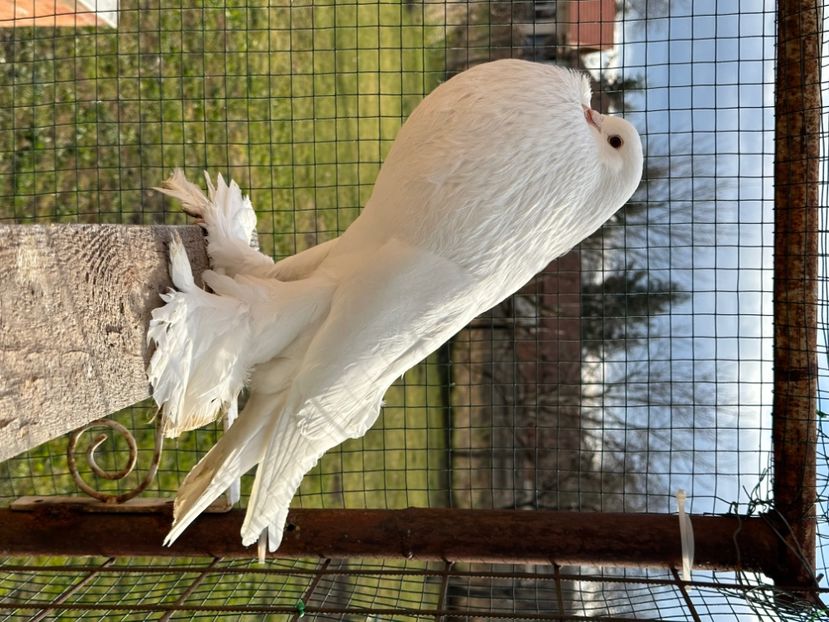  - Gușat de Pomerania