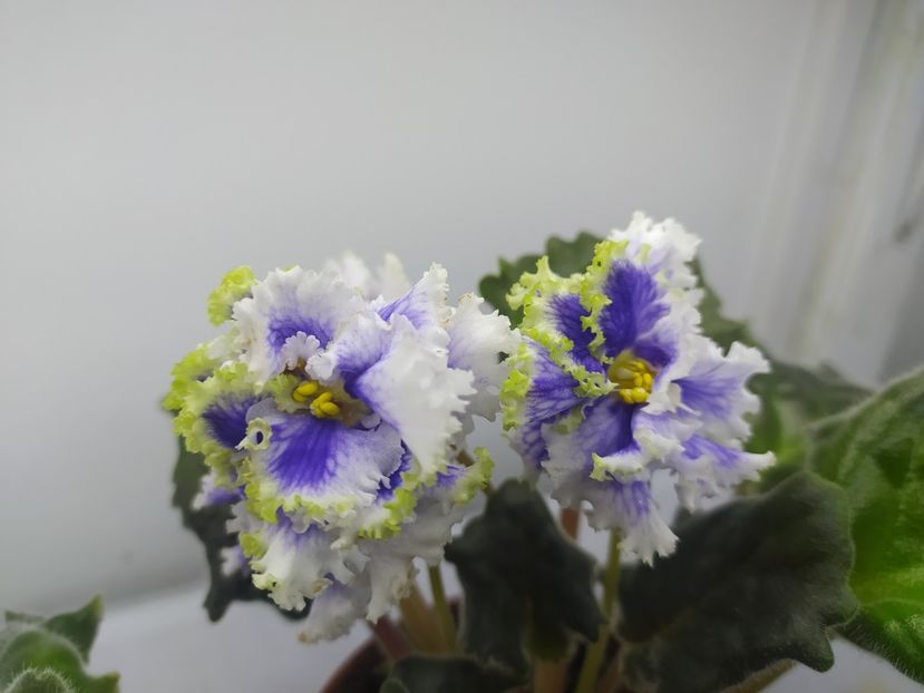 25 decembrie 2023 - RM Illyria