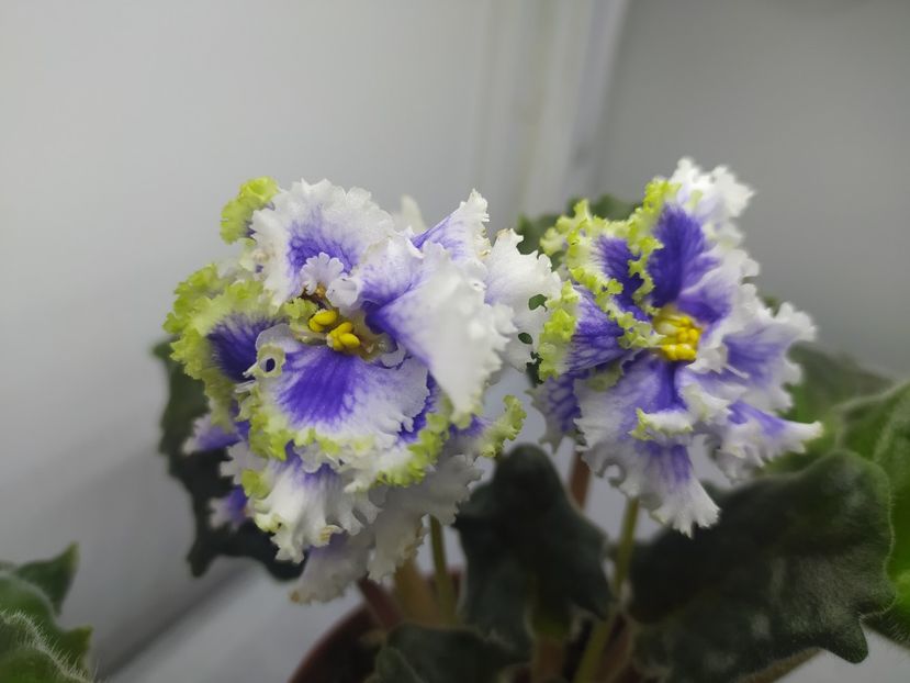 25 decembrie 2023 - RM Illyria