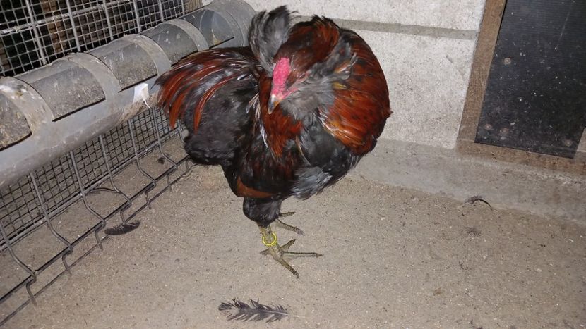  - Gaini Araucana Potarnichiu