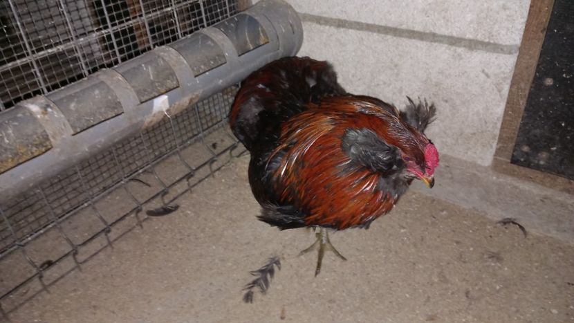  - Gaini Araucana Potarnichiu