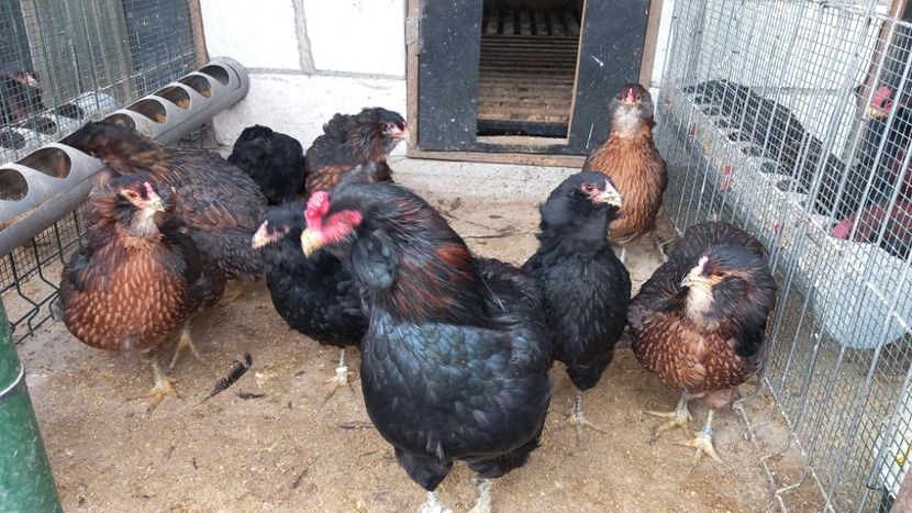  - Gaini Araucana Potarnichiu