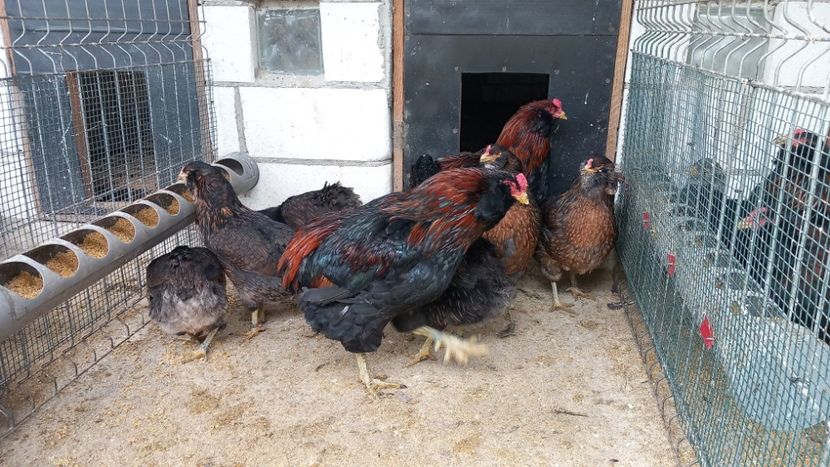  - Gaini Araucana Potarnichiu