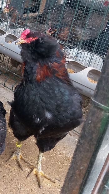  - Gaini Araucana Potarnichiu