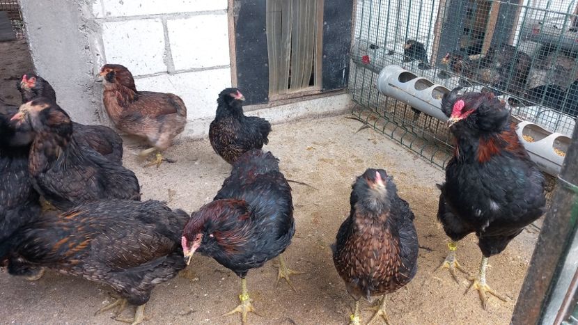  - Gaini Araucana Potarnichiu