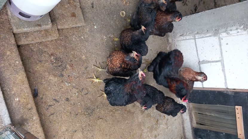 - Gaini Araucana Potarnichiu