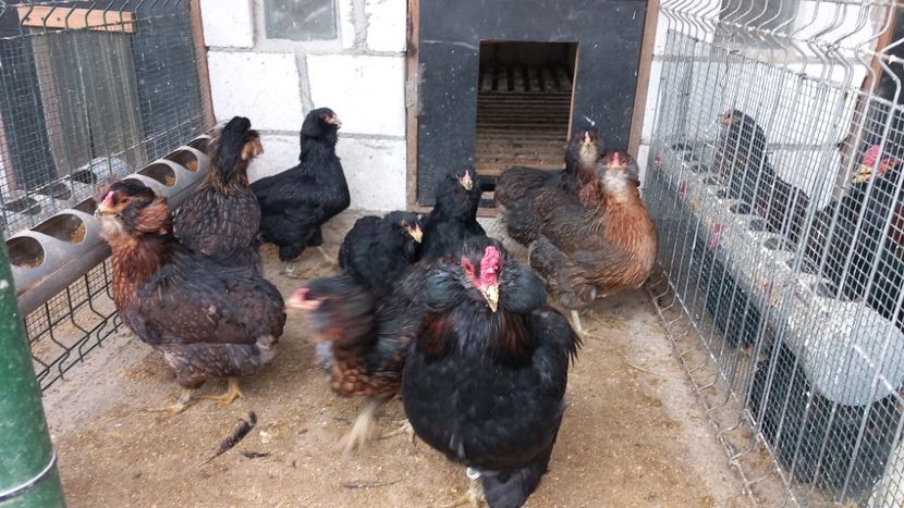  - Gaini Araucana Potarnichiu