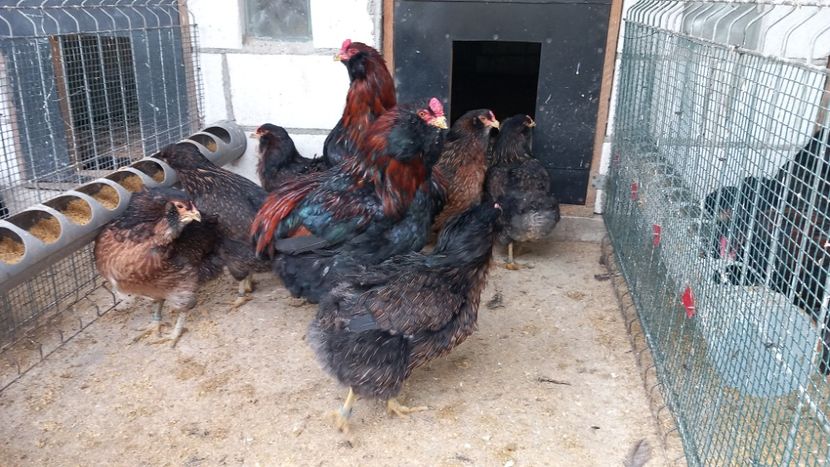  - Gaini Araucana Potarnichiu
