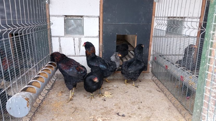  - Gaini Araucana Potarnichiu