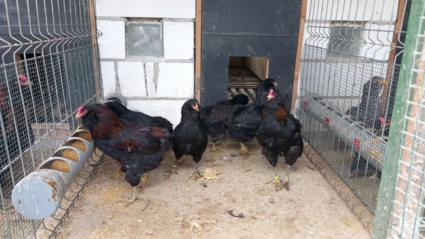  - Gaini Araucana Potarnichiu