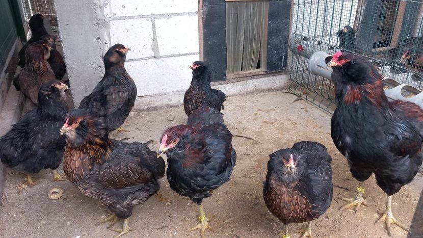 20231222_115735 (1) - Gaini Araucana Potarnichiu