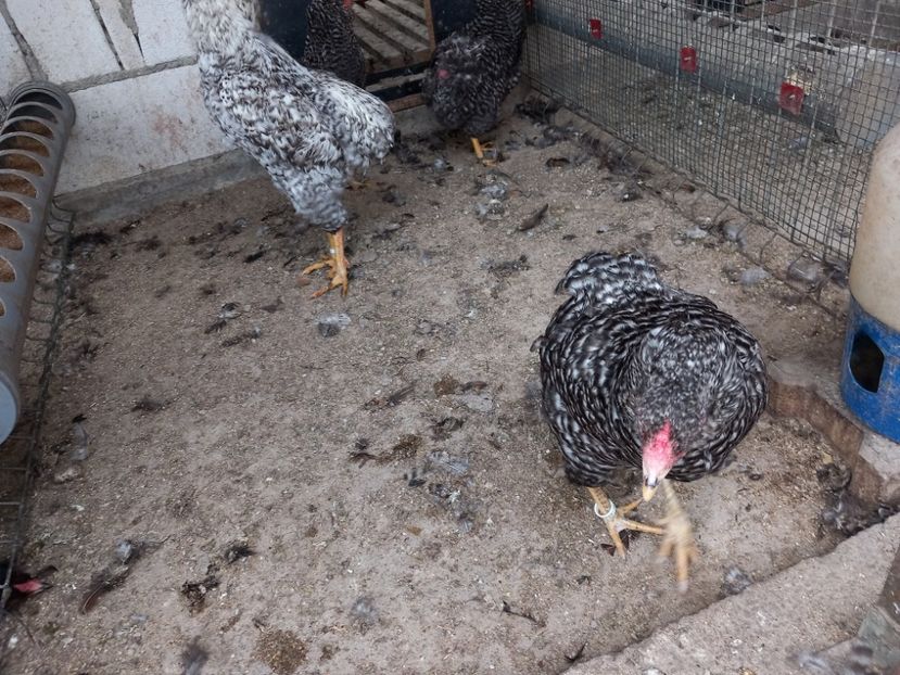  - Gaini araucana barrat