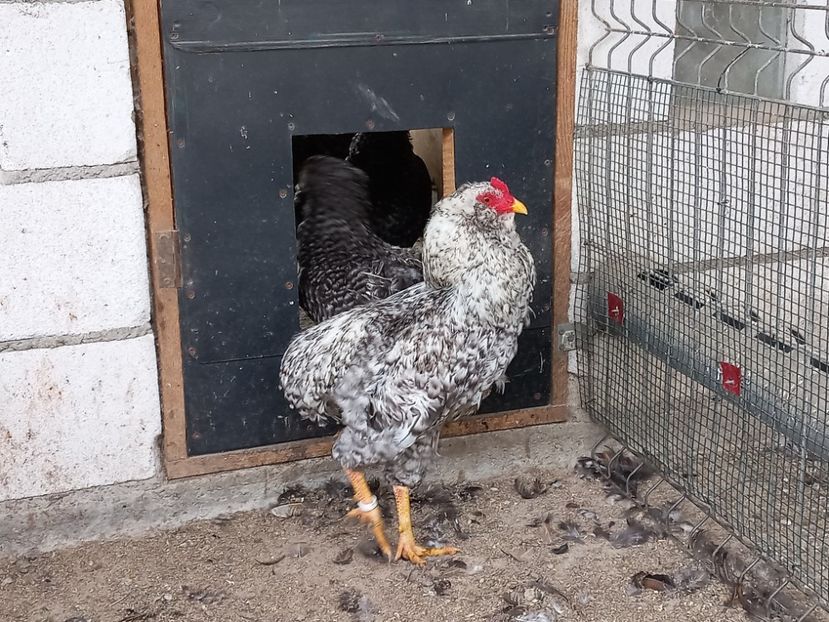  - Gaini araucana barrat
