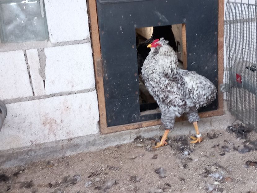  - Gaini araucana barrat