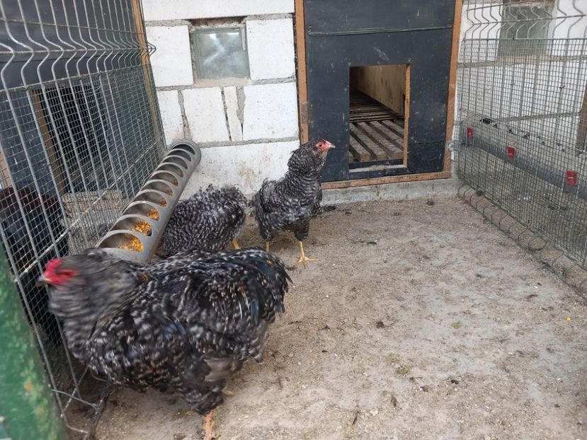  - Gaini araucana barrat