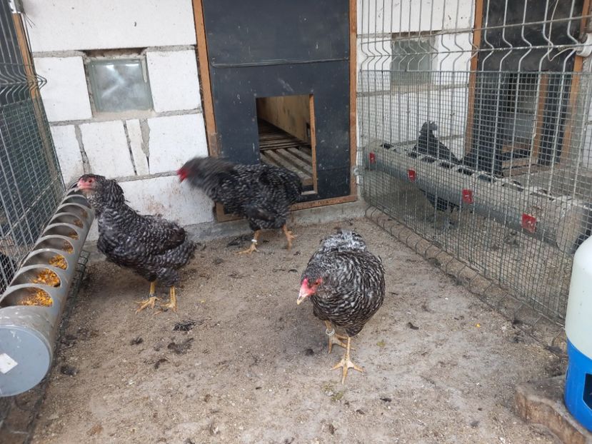 - Gaini araucana barrat