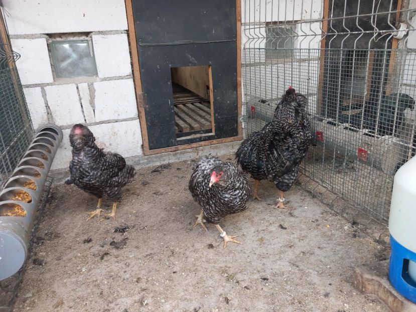  - Gaini araucana barrat