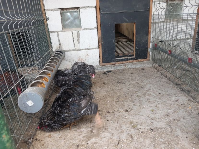  - Gaini araucana barrat