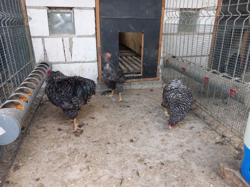  - Gaini araucana barrat