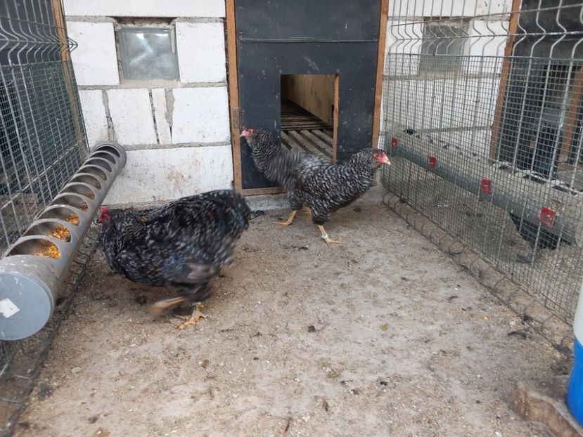  - Gaini araucana barrat
