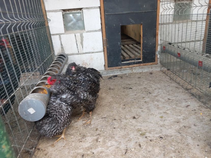  - Gaini araucana barrat