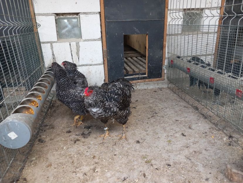  - Gaini araucana barrat