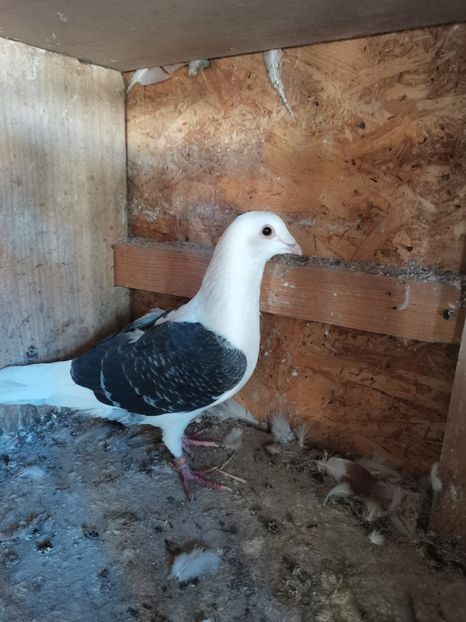 mascul pe gut - voiajori capaciti listi