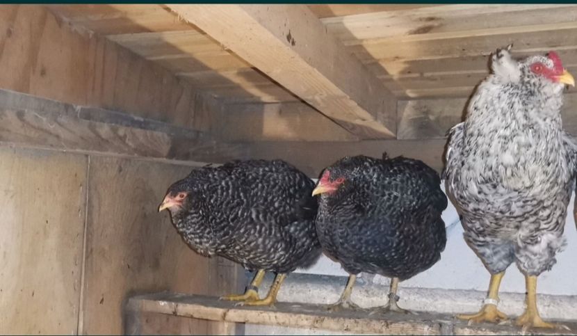 Screenshot_20231225_204836_OLXro - Gaini araucana barrat