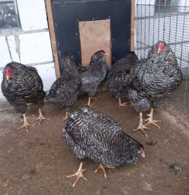 Screenshot_20231104_172757_Chrome - Gaini araucana barrat