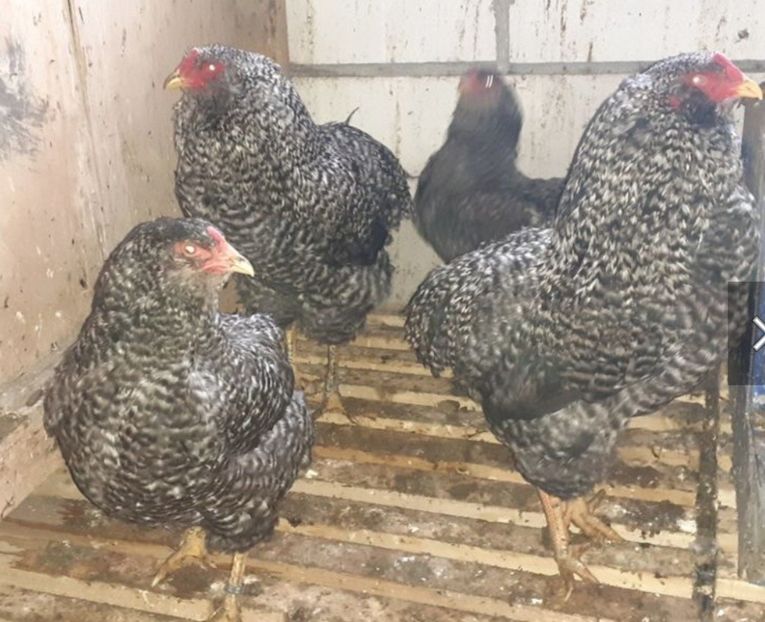 Screenshot_20231104_172736_Chrome - Gaini araucana barrat