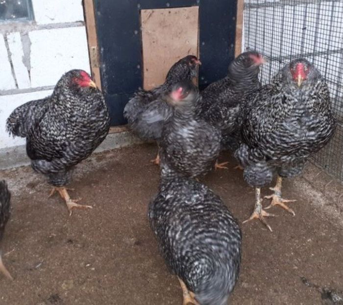 Screenshot_20231104_172720_Chrome - Gaini araucana barrat