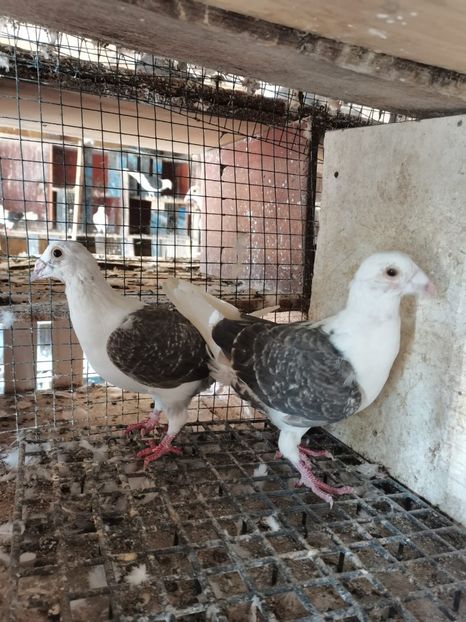 ambii pe ciocolatiu - cupluri 2024 o parte din ei